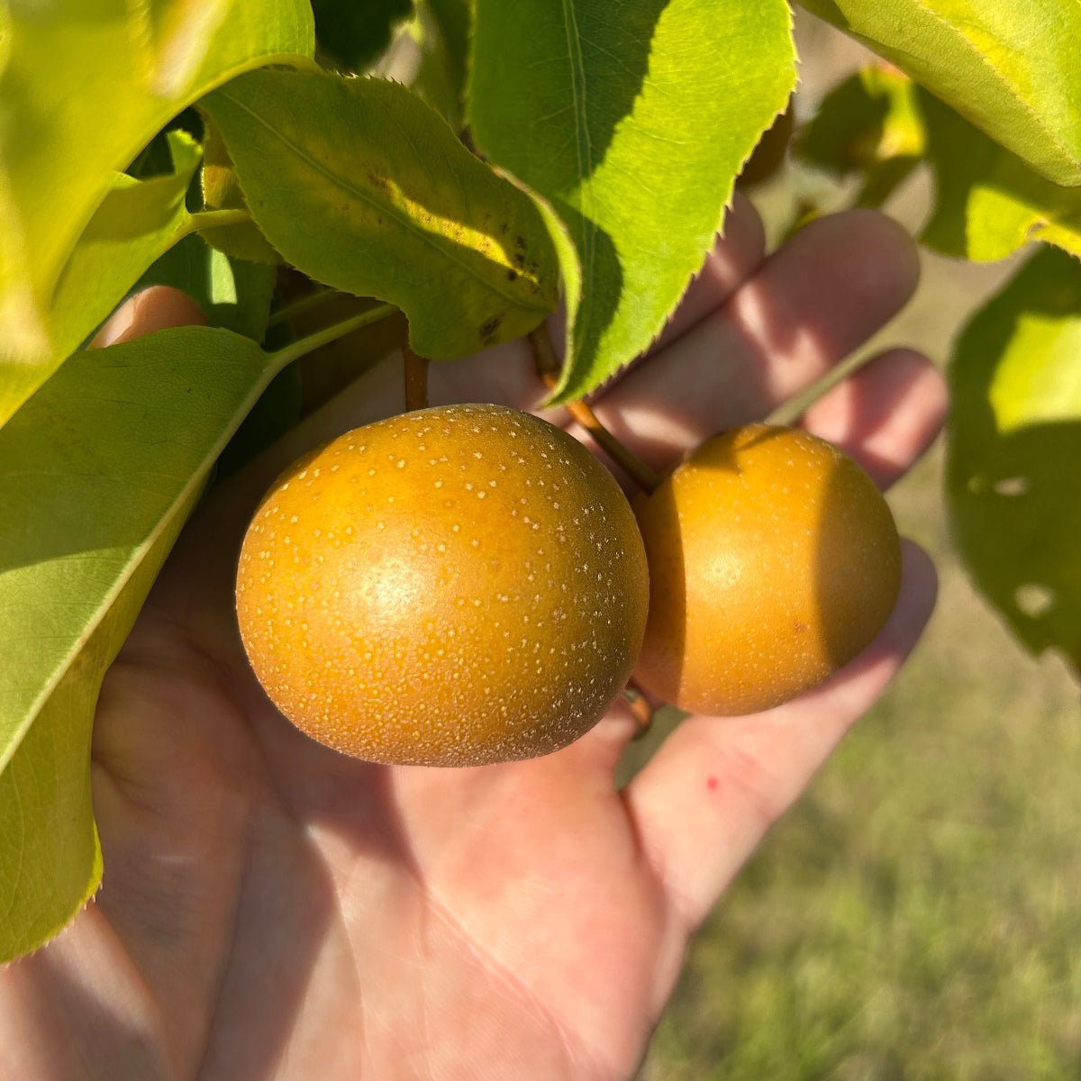 Atago Pear Scionwood - Dingdong's Garden
