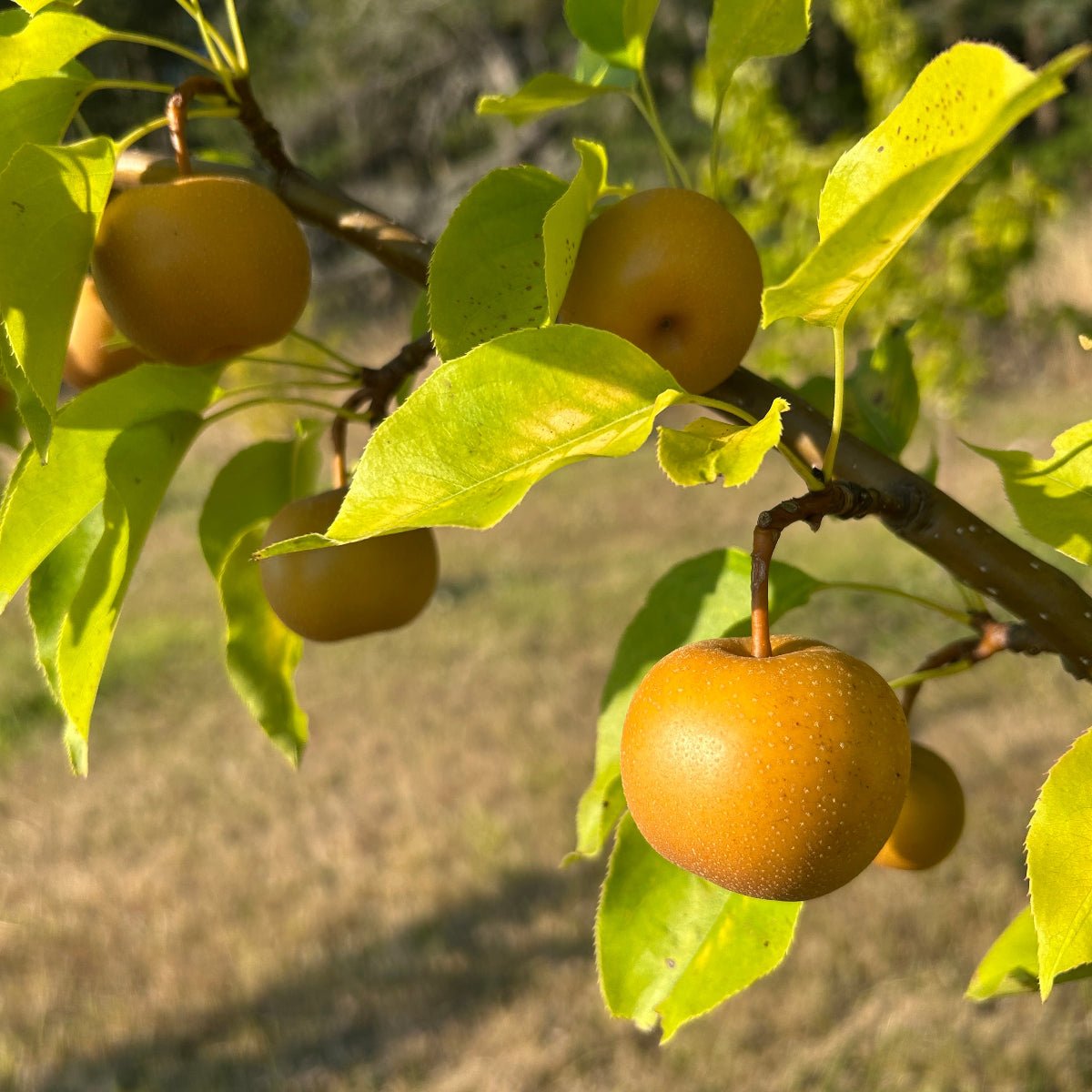 Atago Pear Scionwood - Dingdong's Garden
