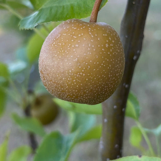 Atago Pear Scionwood - Dingdong's Garden