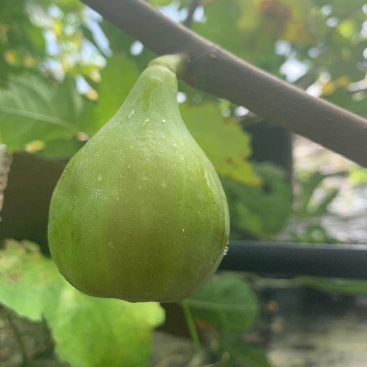 Atreano Fig Cutting - Dingdong's Garden