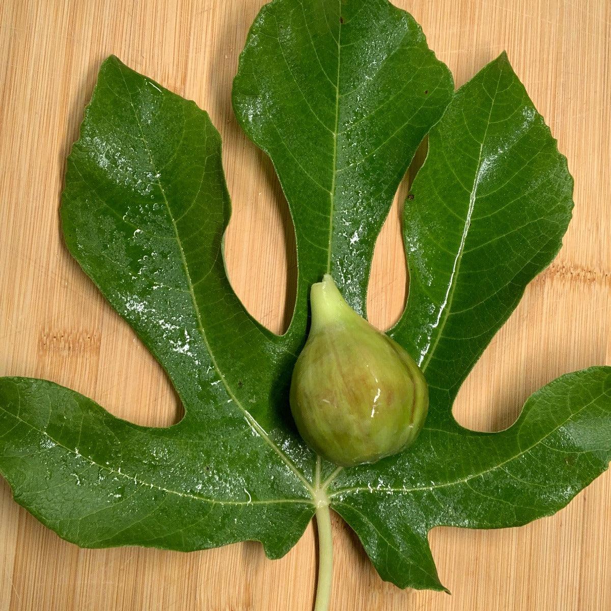 Atreano Fig Cutting - Dingdong's Garden