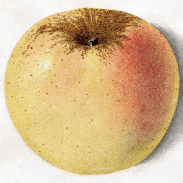 Austin Sweet Apple 4x6 Decorative Card - Dingdong's Garden