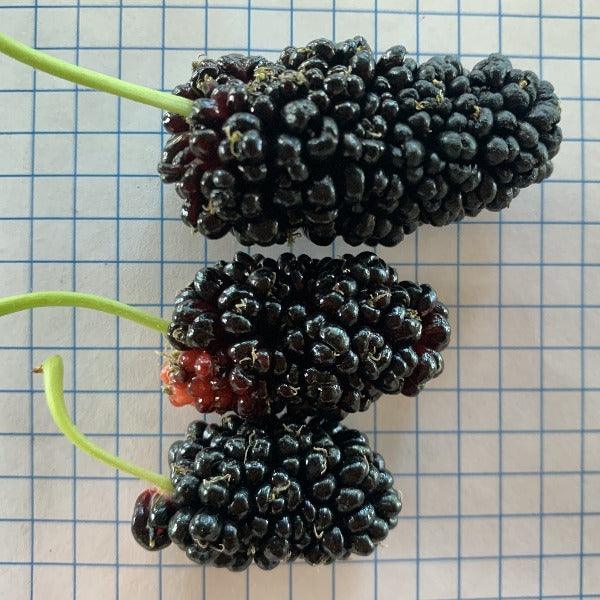 Australian, Aussie, Austurkey Mulberry Cutting - Dingdong's Garden