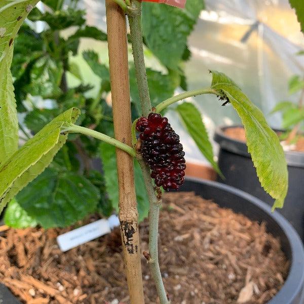 Australian, Aussie, Austurkey Mulberry Cutting - Dingdong's Garden