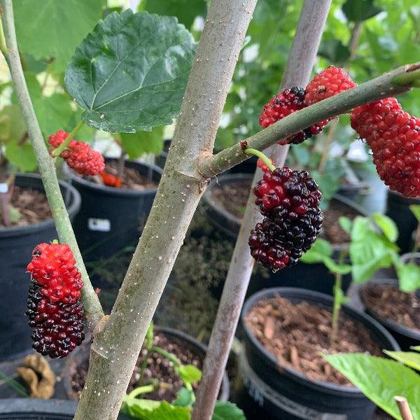 Australian, Aussie, Austurkey Mulberry Cutting - Dingdong's Garden