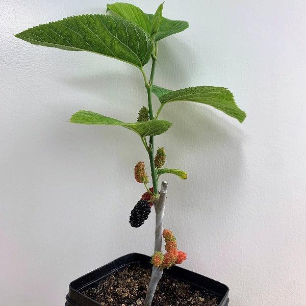 Australian, Aussie, Austurkey Mulberry Cutting - Dingdong's Garden