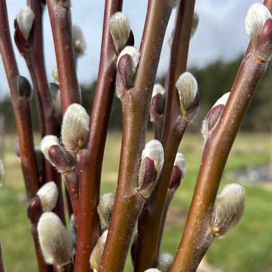 Balfour Willow Cutting - Dingdong's Garden