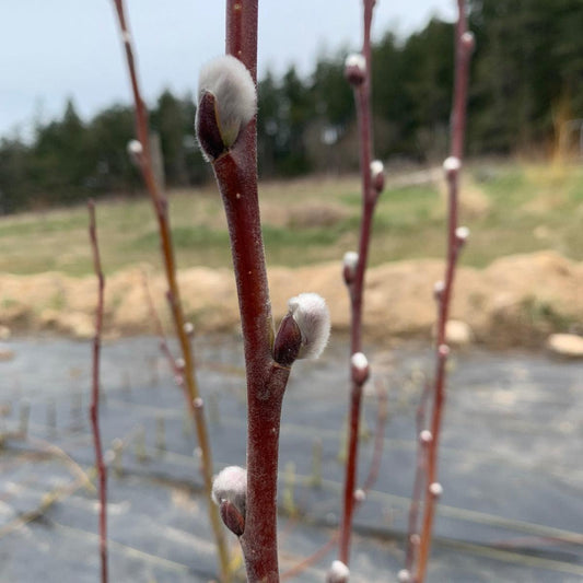 Balfour Willow Cutting - Dingdong's Garden