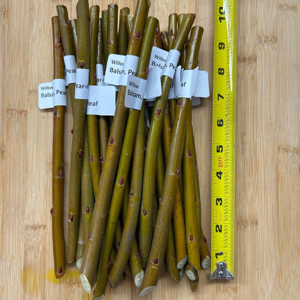 Balsam, Pear-leaf Willow Cutting