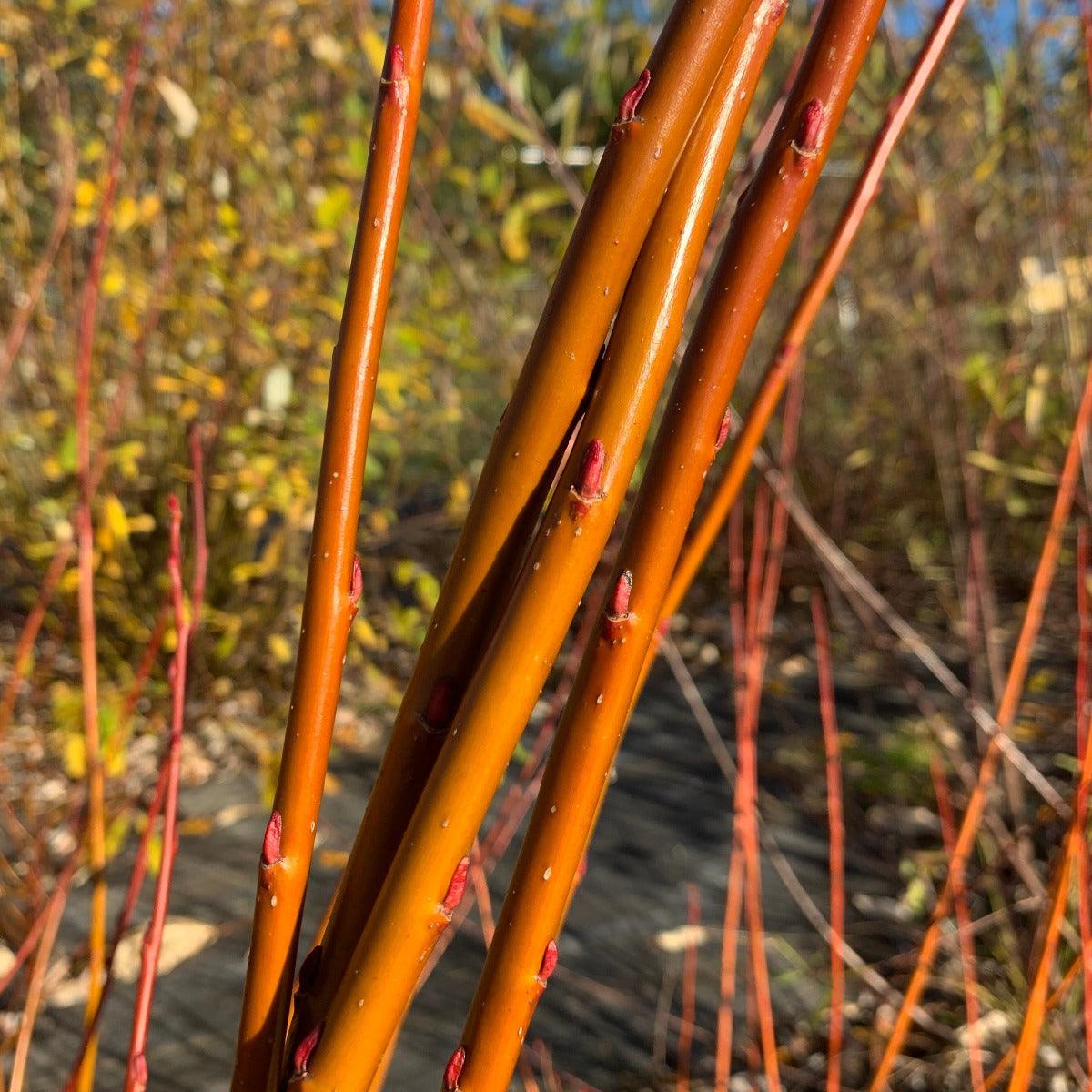 Balsam, Pear - leaf Willow Cutting - Dingdong's Garden