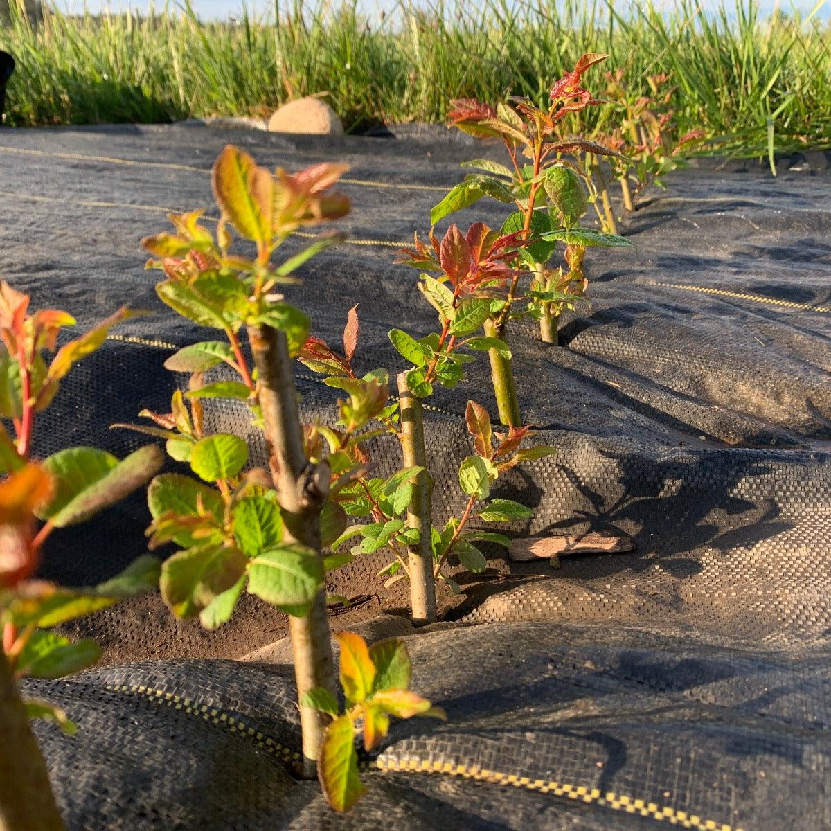 Balsam, Pear - leaf Willow Cutting - Dingdong's Garden