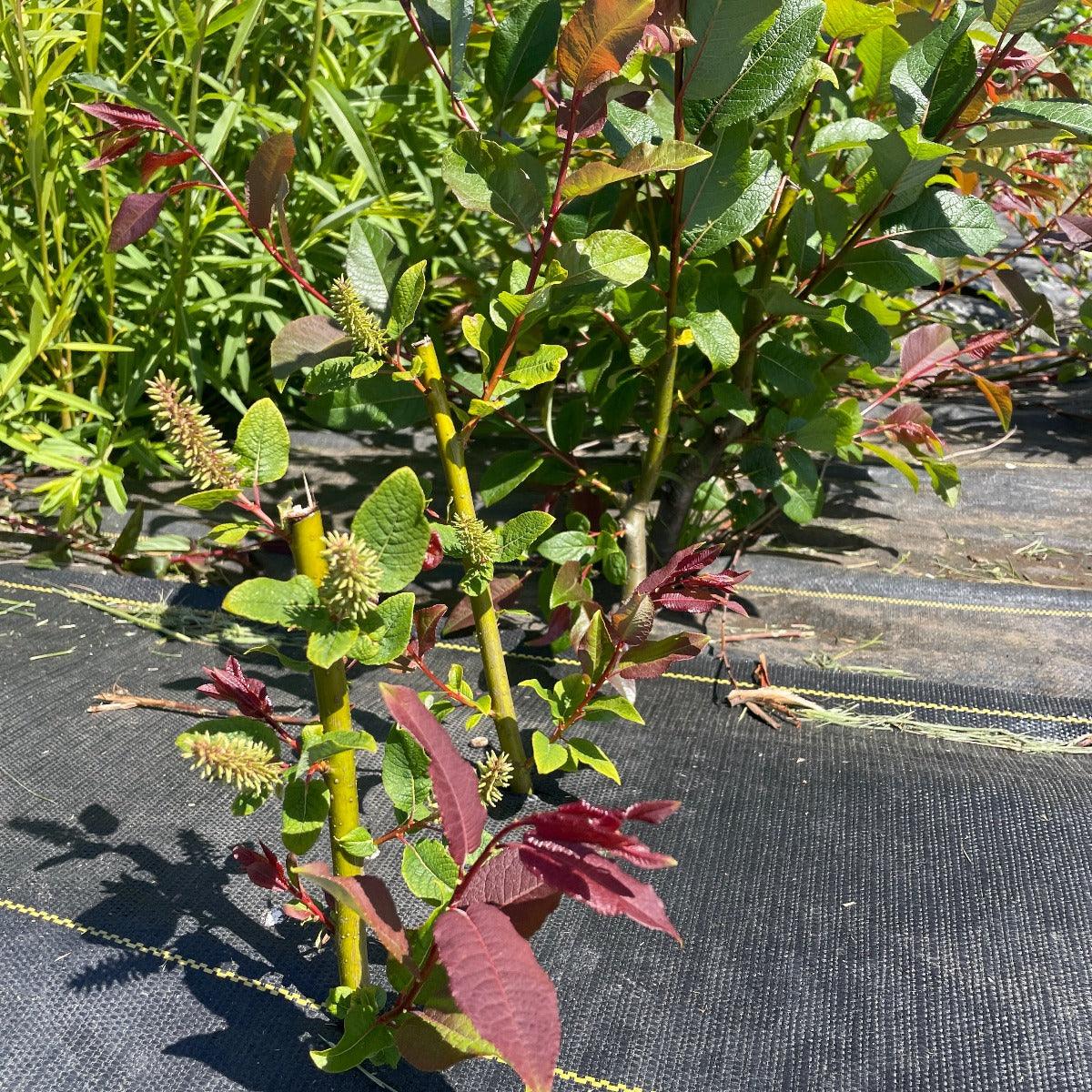 Balsam, Pear - leaf Willow Cutting - Dingdong's Garden