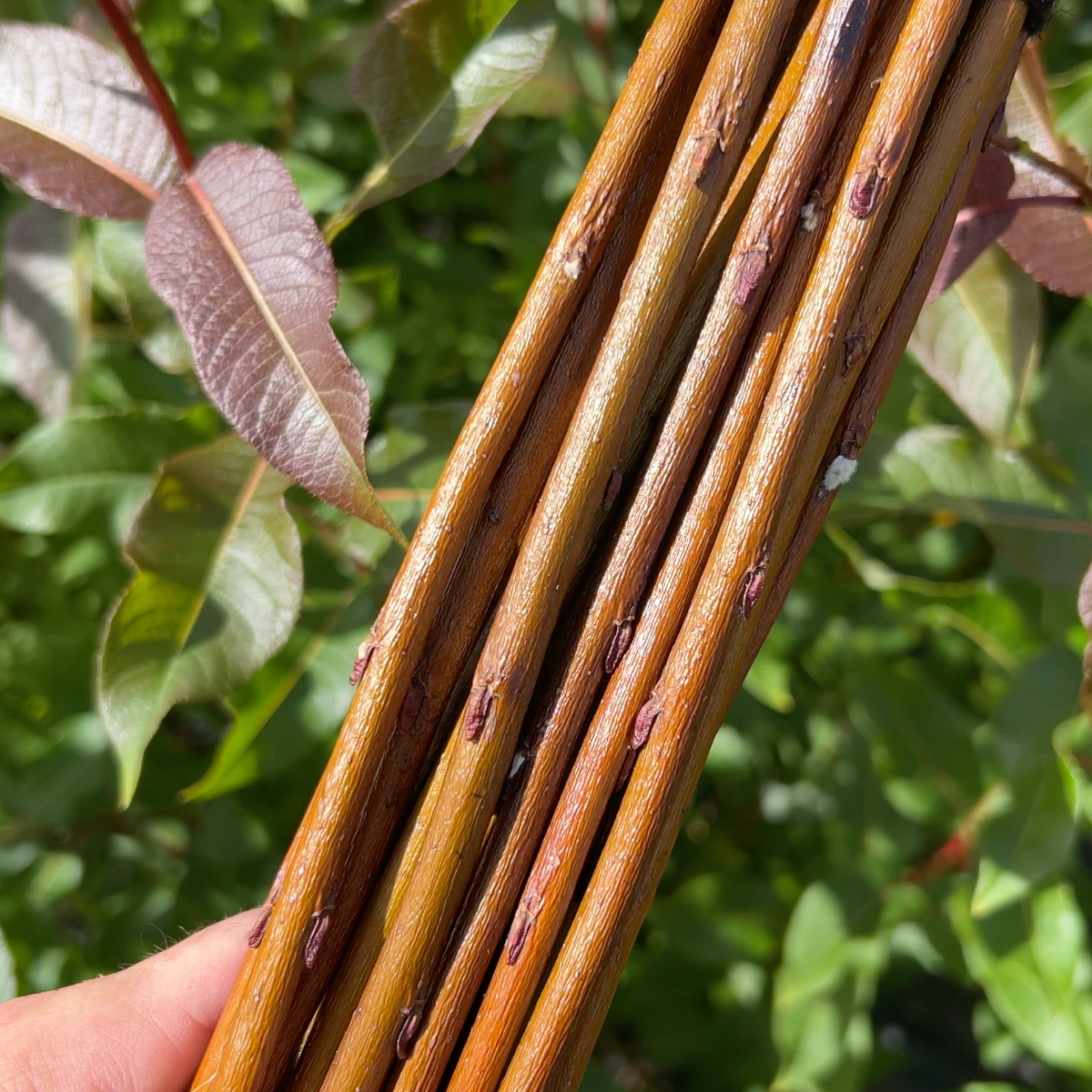 Balsam, Pear - leaf Willow Cutting - Dingdong's Garden