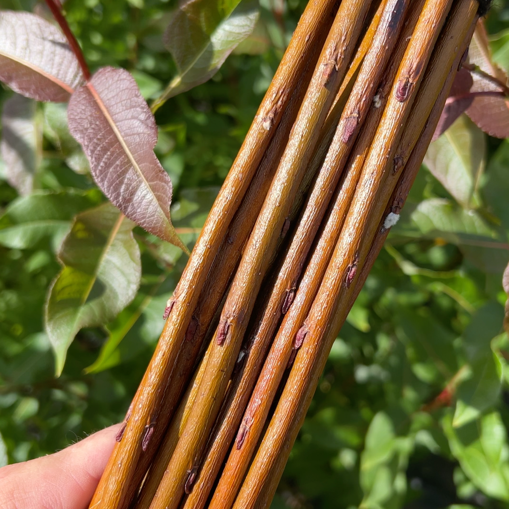 Balsam, Pear-leaf Willow Cutting