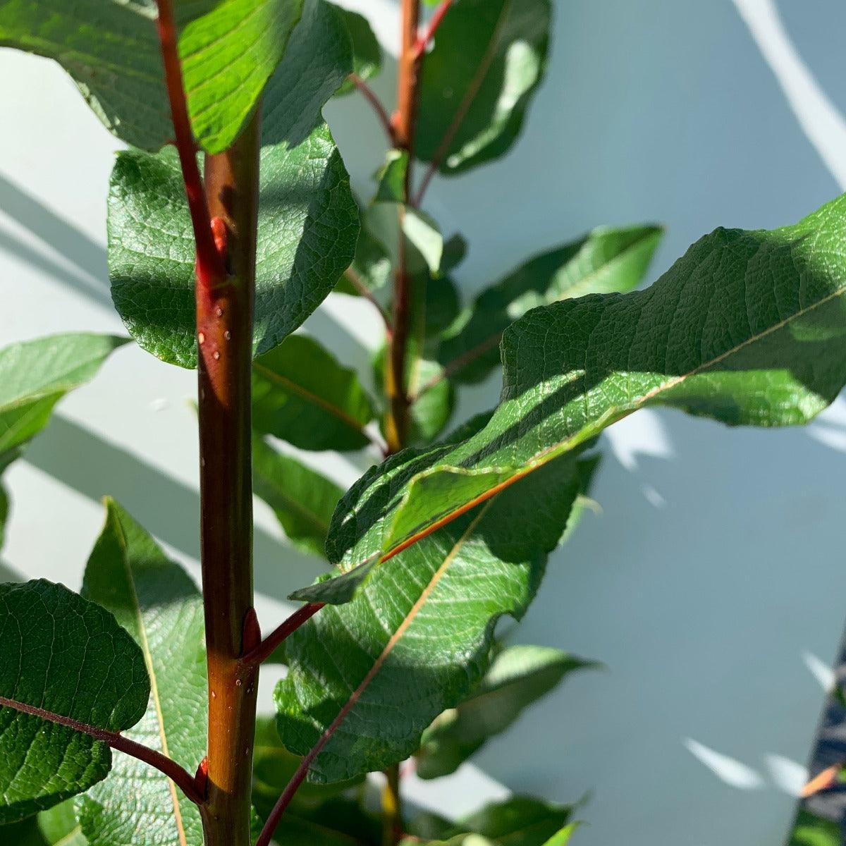 Balsam, Pear - leaf Willow Cutting - Dingdong's Garden