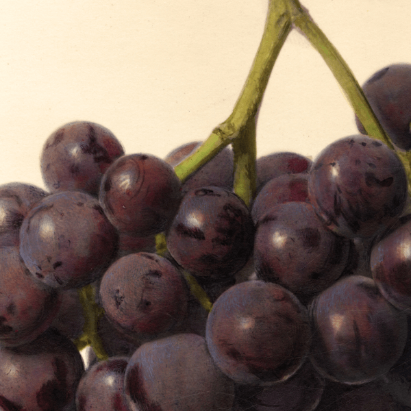 Banner Grape 4x6 Decorative Card - Dingdong's Garden