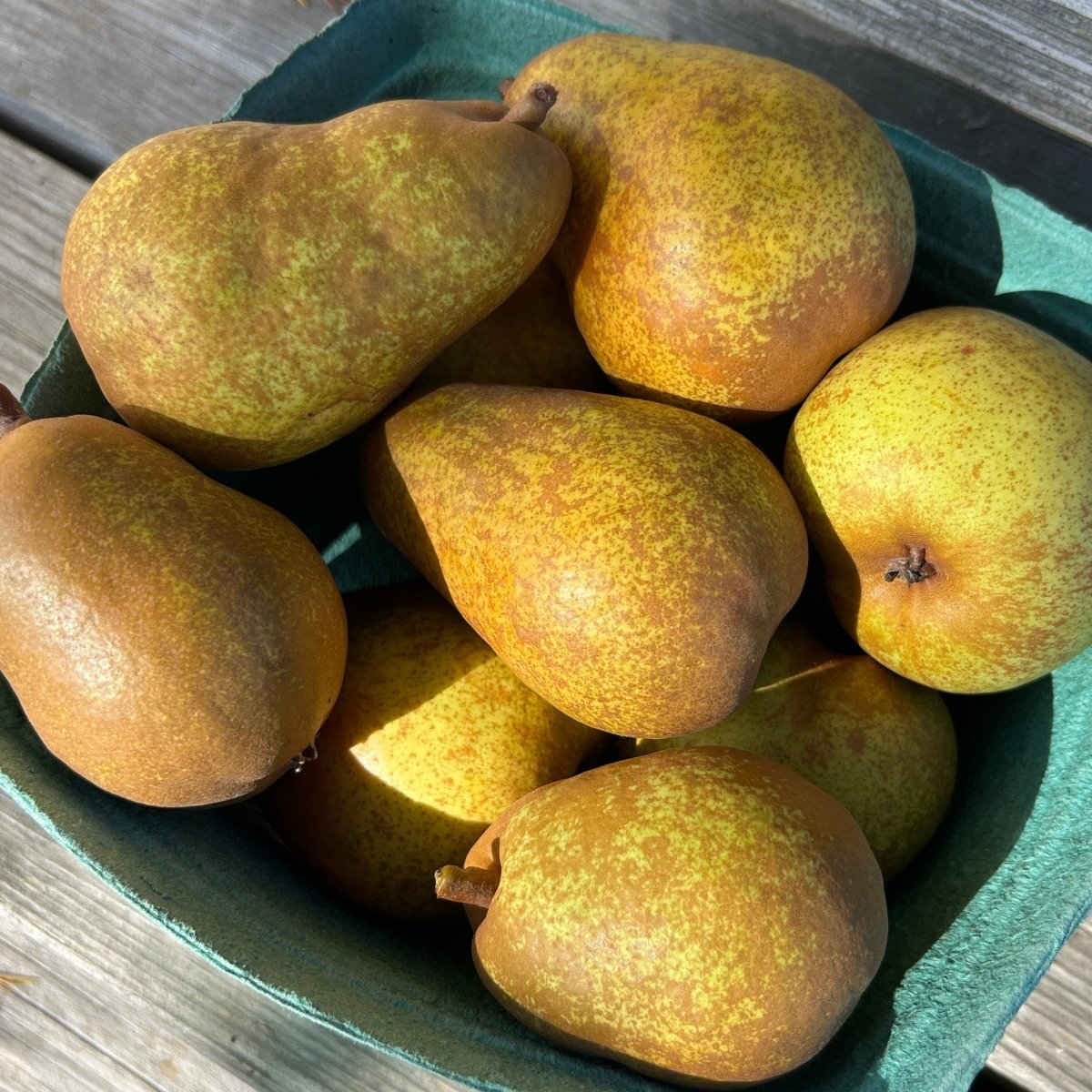 Bartlett Pear Scionwood - Dingdong's Garden