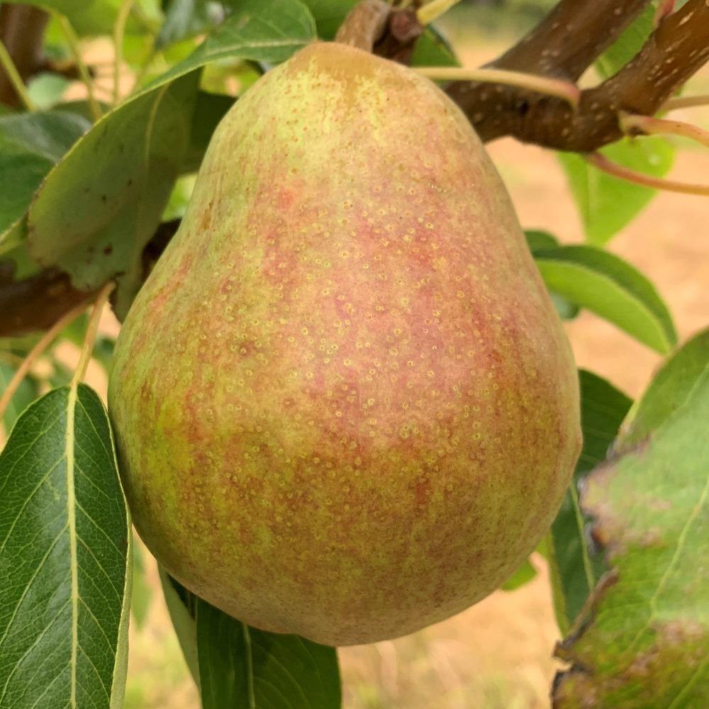 Bartlett Pear Scionwood
