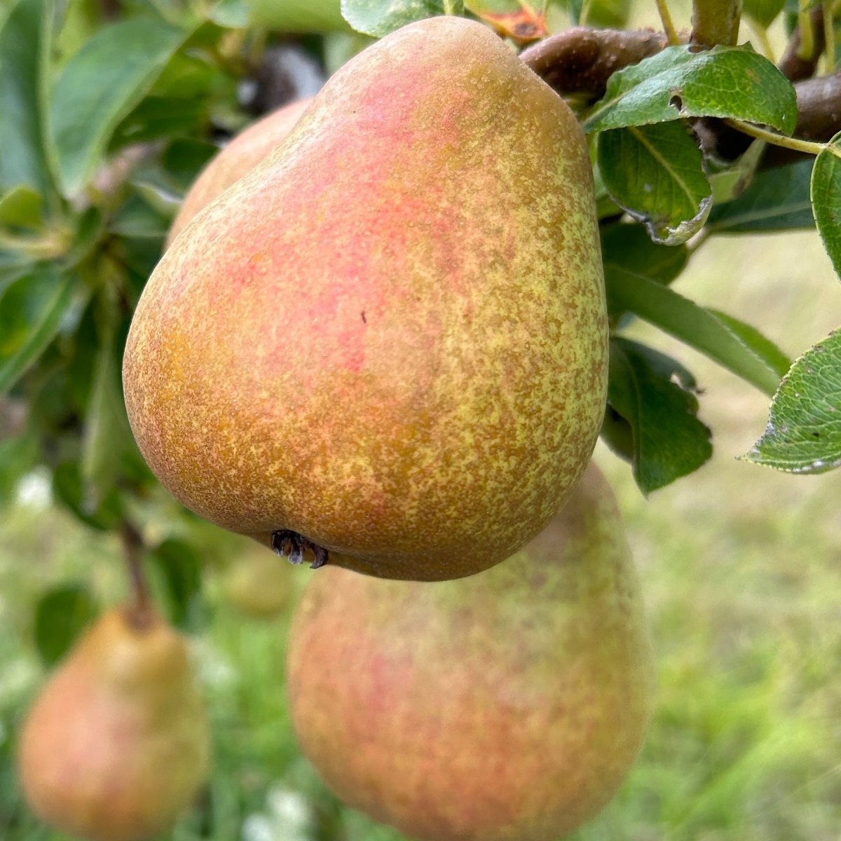 Bartlett Pear Scionwood - Dingdong's Garden