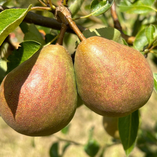 Bartlett Pear Scionwood - Dingdong's Garden