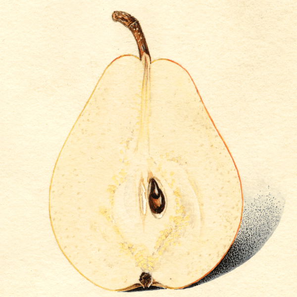 Bartlett Seckel Pear 4x6 Decorative Card - Dingdong's Garden