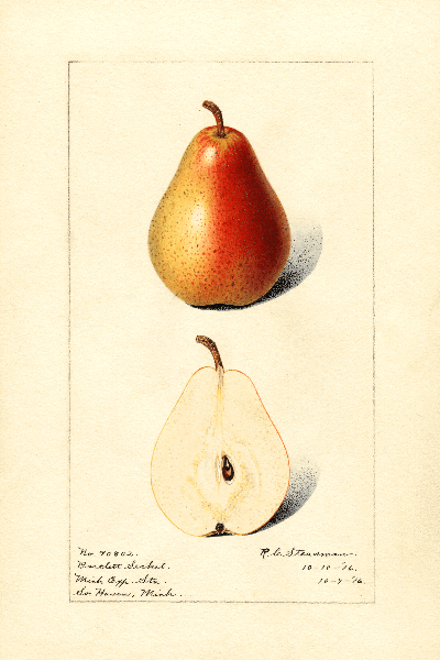 Bartlett Seckel Pear 4x6 Decorative Card - Dingdong's Garden