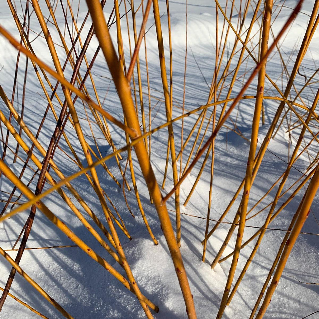 Basfordiana Willow Cutting