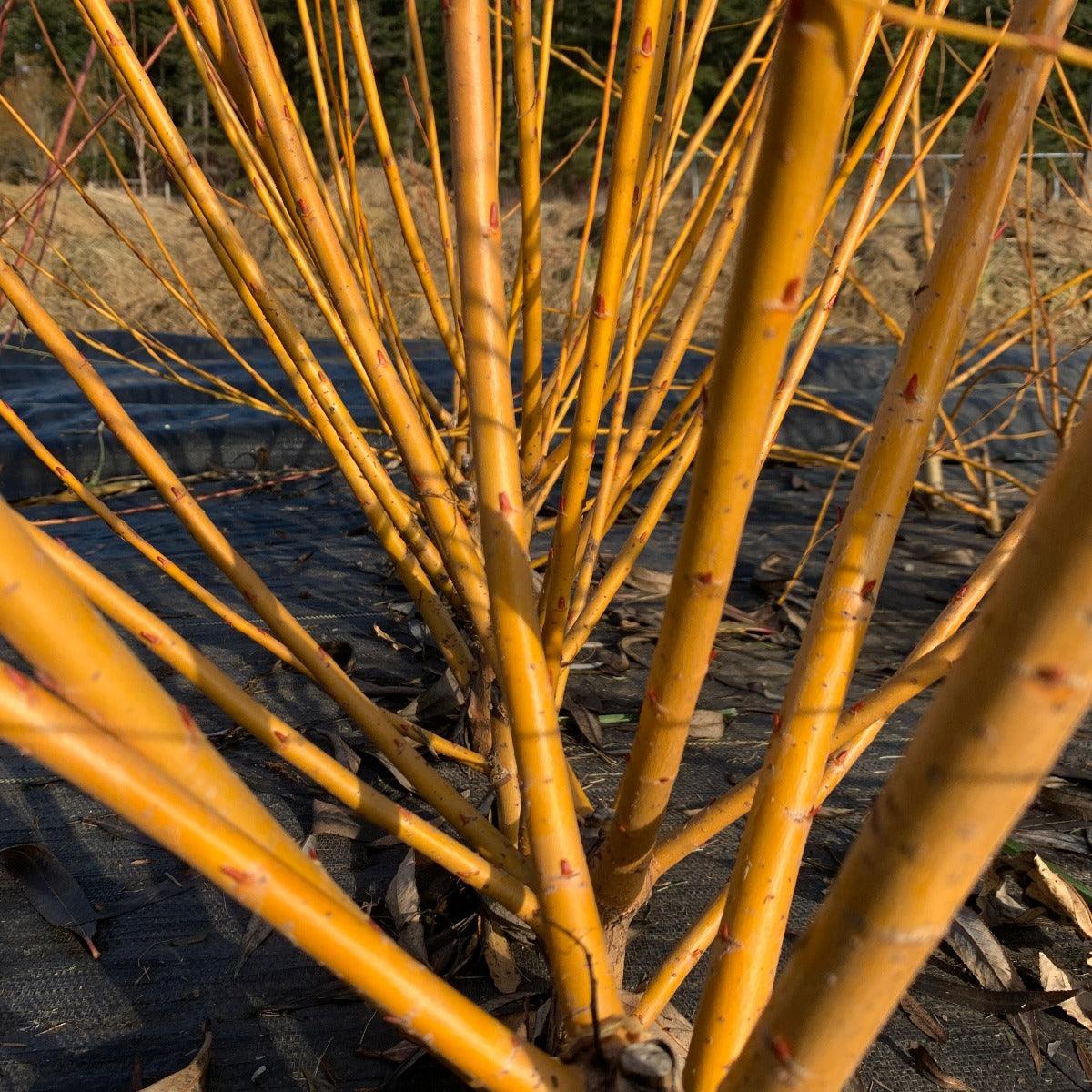 Basfordiana Willow Cutting - Dingdong's Garden