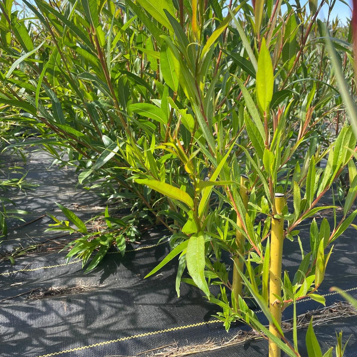 Basfordiana Willow Cutting - Dingdong's Garden