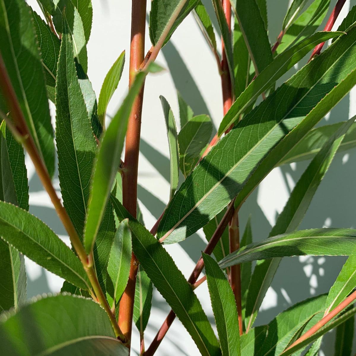 Basfordiana Willow Cutting - Dingdong's Garden