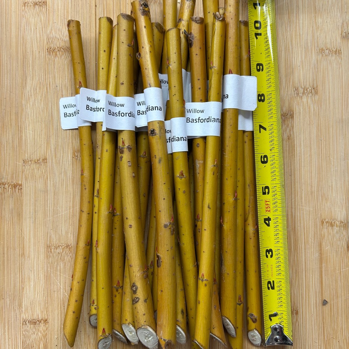 Basfordiana Willow Cutting