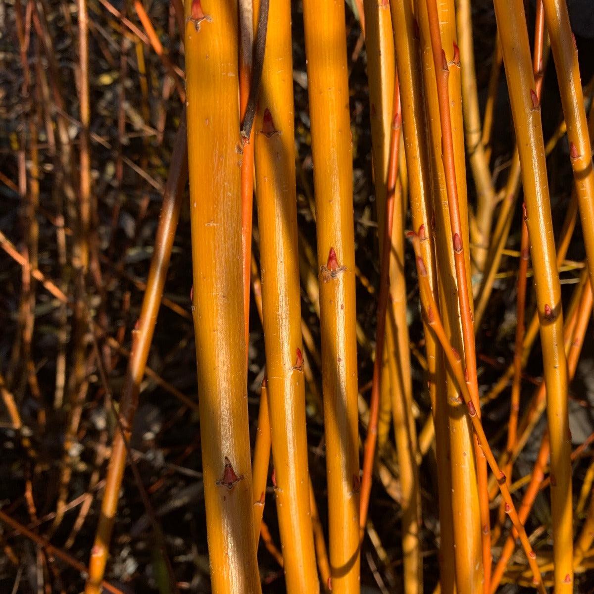 Basfordiana Willow Cutting - Dingdong's Garden