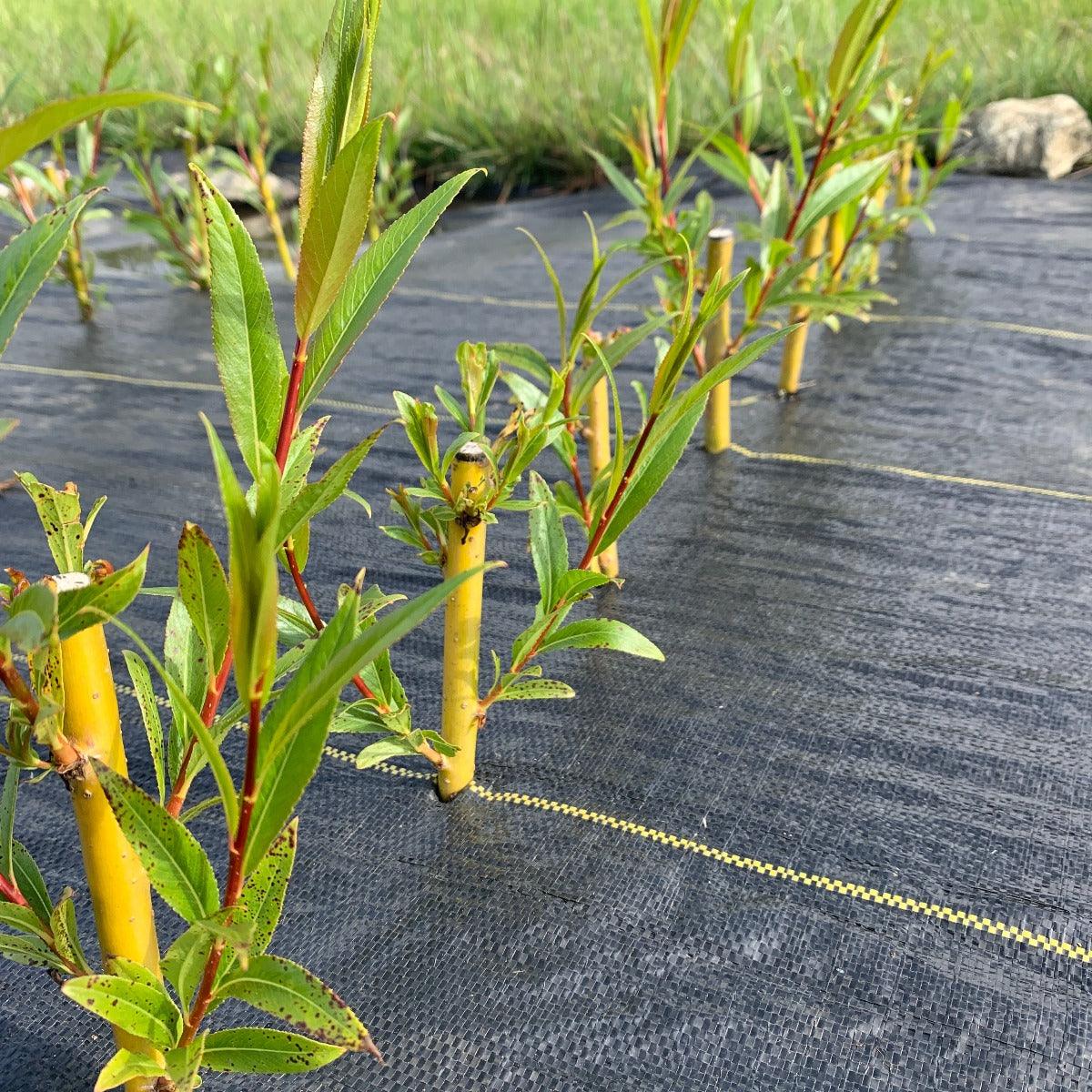 Basfordiana Willow Cutting - Dingdong's Garden