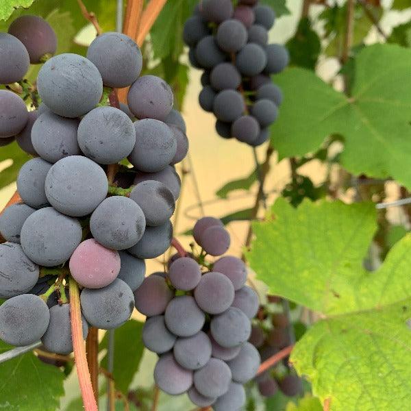 Bath Table Grape Cutting - Dingdong's Garden