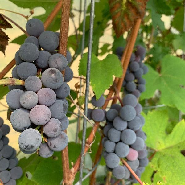 Bath Table Grape Cutting - Dingdong's Garden