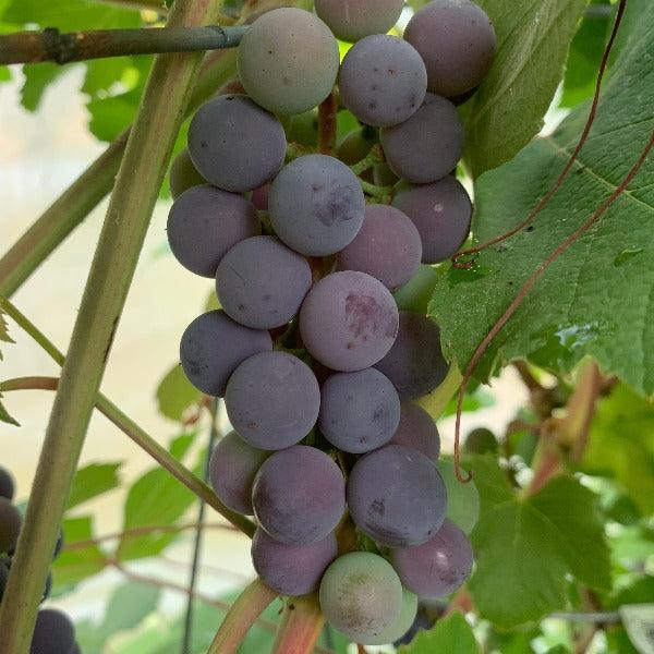 Bath Table Grape Cutting - Dingdong's Garden