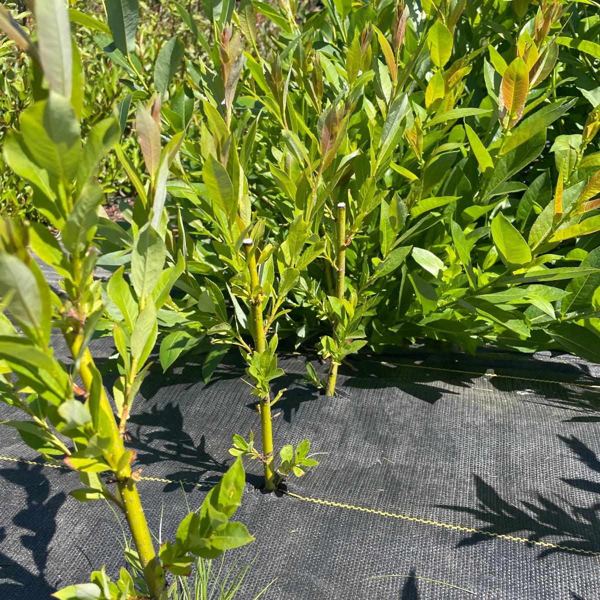 Bayberry, Blueleaf Willow Cutting - Dingdong's Garden