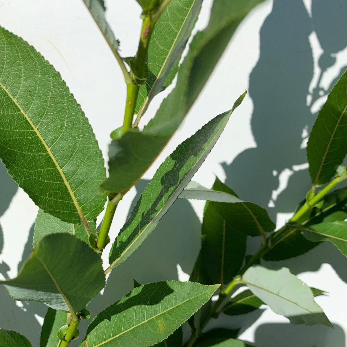 Bayberry, Blueleaf Willow Cutting - Dingdong's Garden