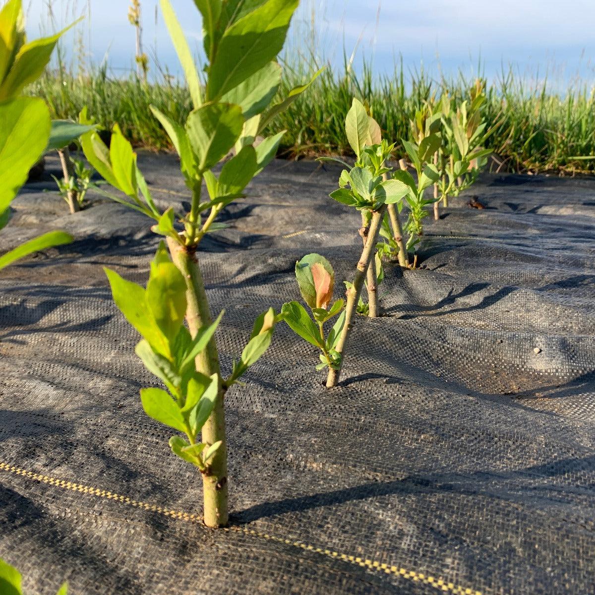 Bayberry, Blueleaf Willow Cutting - Dingdong's Garden