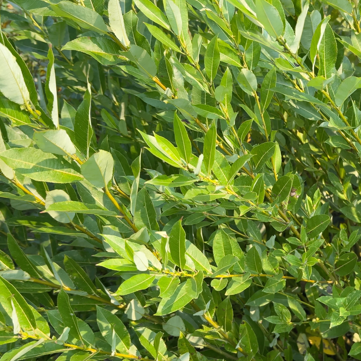 Bayberry, Blueleaf Willow Cutting - Dingdong's Garden