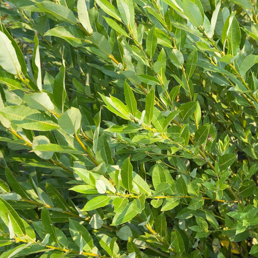 Bayberry, Blueleaf Willow Cutting - Dingdong's Garden