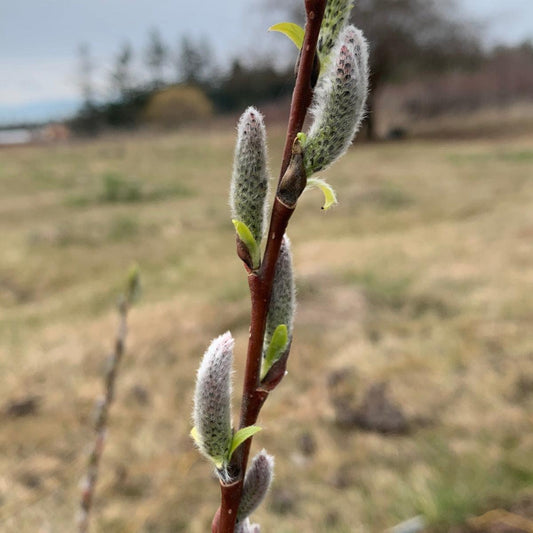 Bayberry, Blueleaf Willow Cutting - Dingdong's Garden