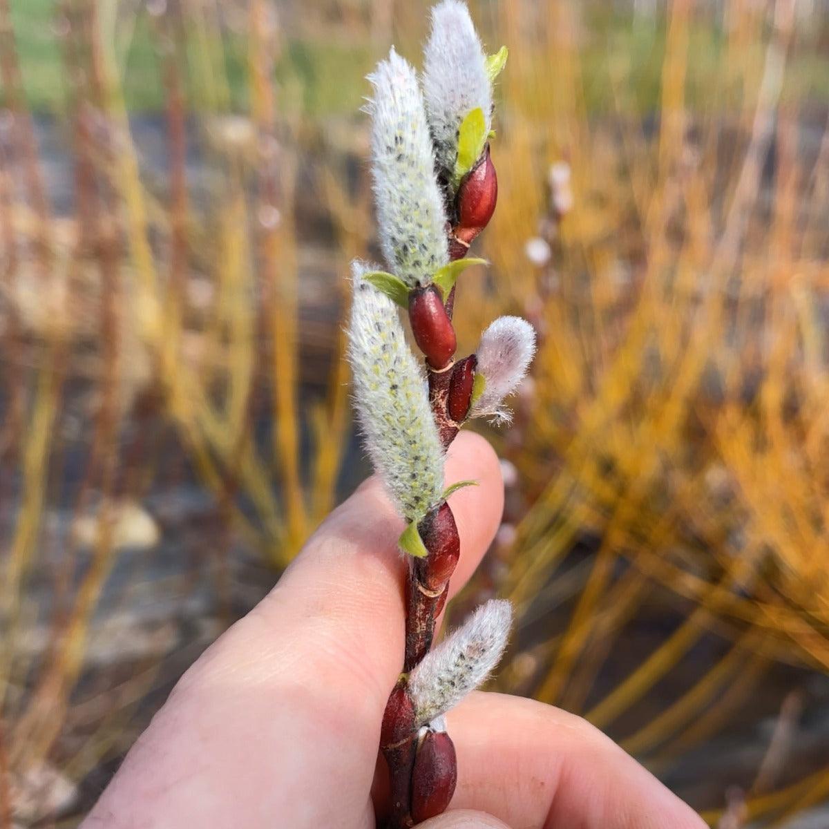 Bayberry, Blueleaf Willow Cutting - Dingdong's Garden