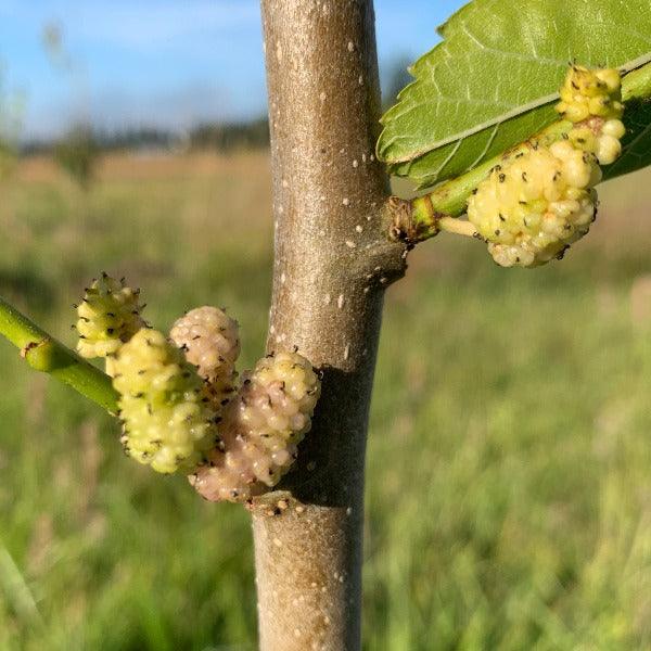 Beautiful Day Mulberry Cutting - Dingdong's Garden