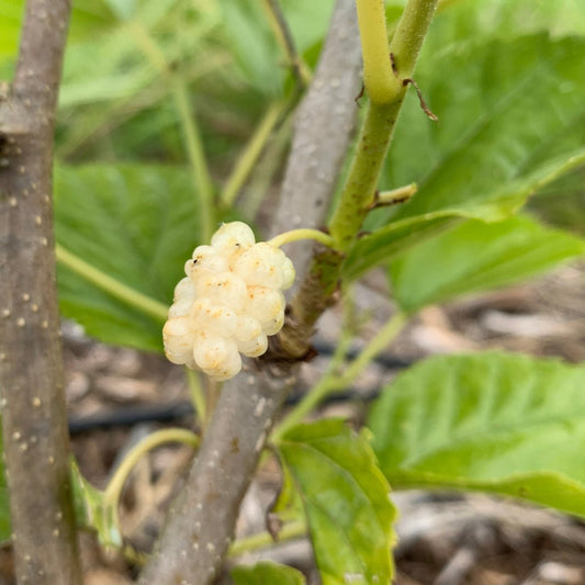 Beautiful Day Mulberry Cutting - Dingdong's Garden