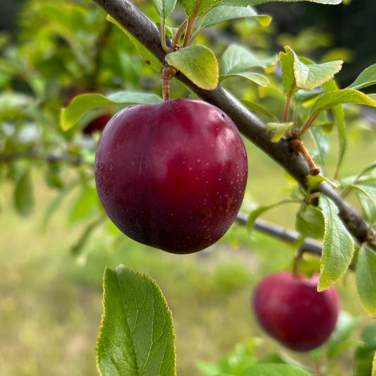 Beauty Plum Scionwood - Dingdong's Garden