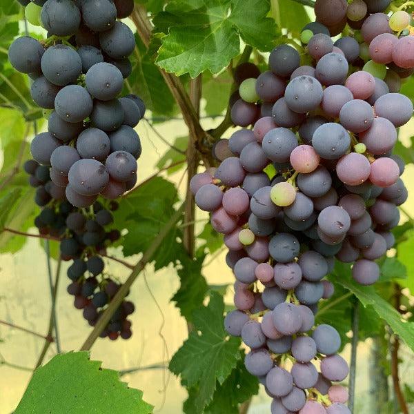 Beauty Table Grape Cutting - Dingdong's Garden