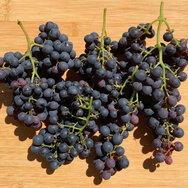 Beauty Table Grape Cutting - Dingdong's Garden