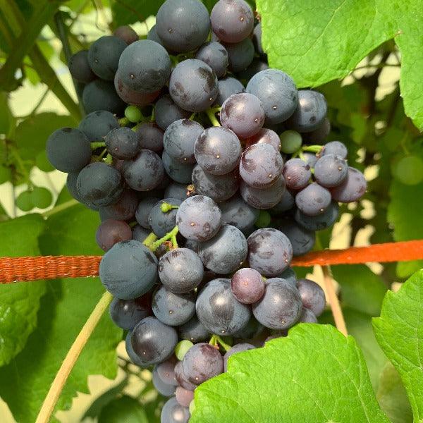 Beauty Table Grape Cutting - Dingdong's Garden