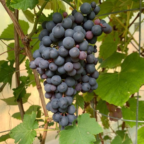 Beauty Table Grape Cutting - Dingdong's Garden